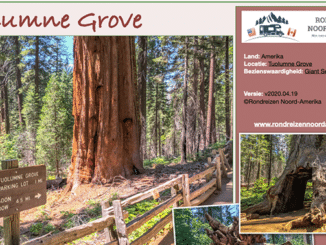 Tuolumne Grove