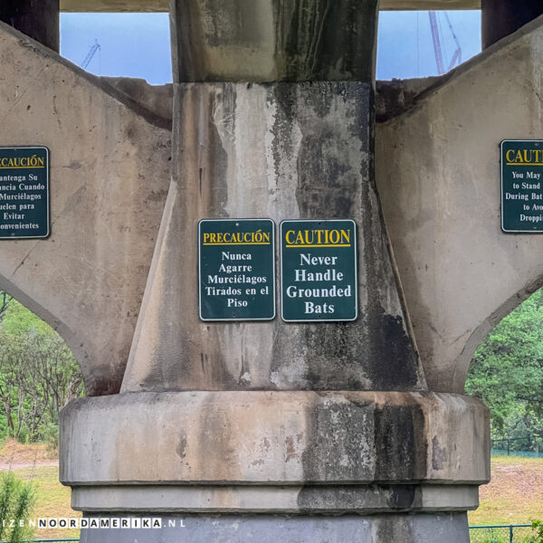 Bat Viewing Site Austin